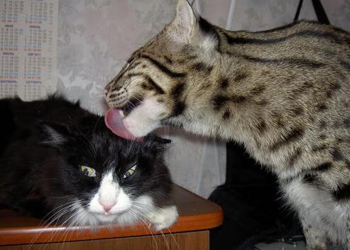 拜仁三线紧凑，博卡前锋难觅空当，fcb拜仁