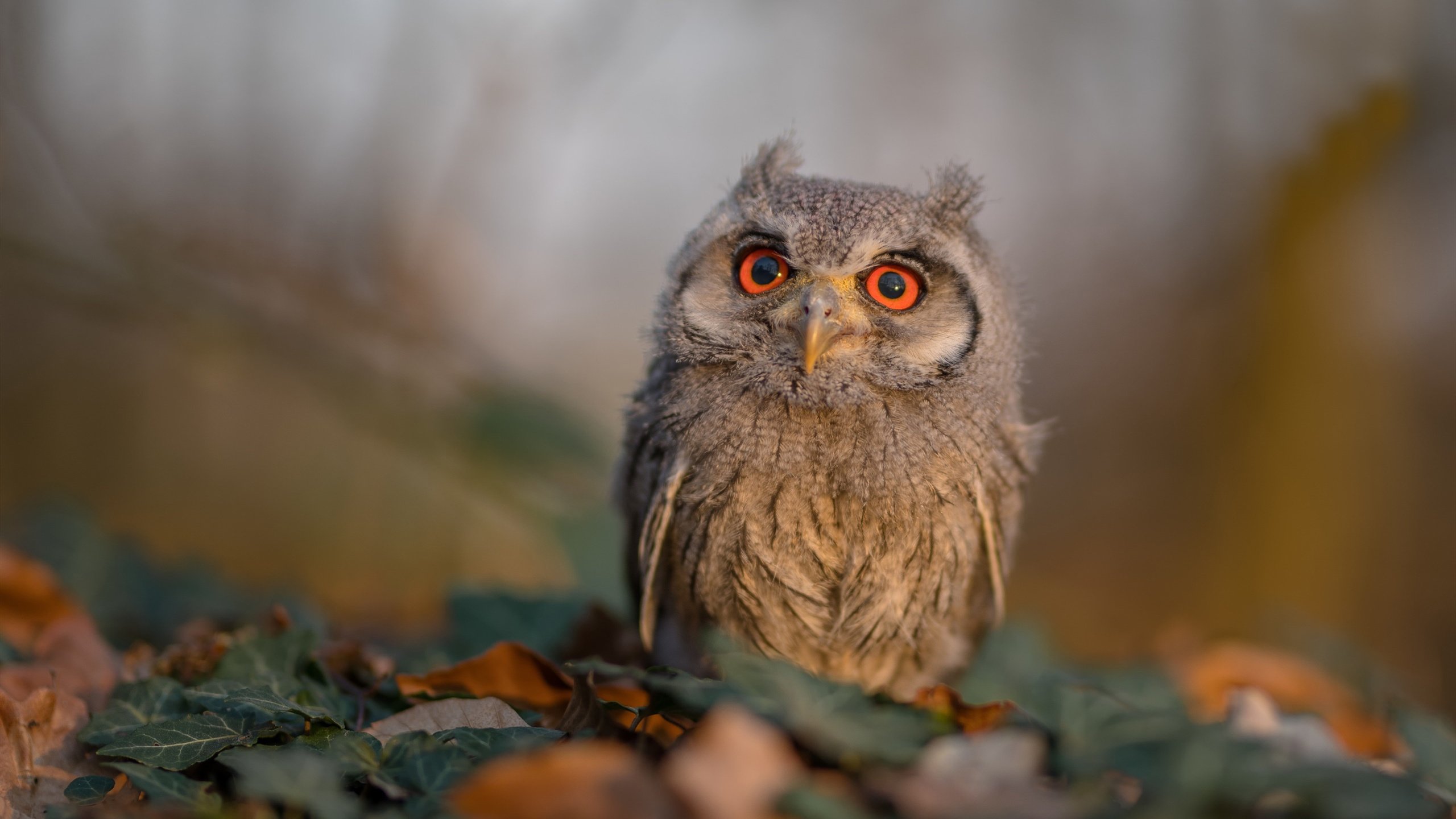 世界杯高潮不断：逆转、绝杀、奇迹频发，世界杯高点