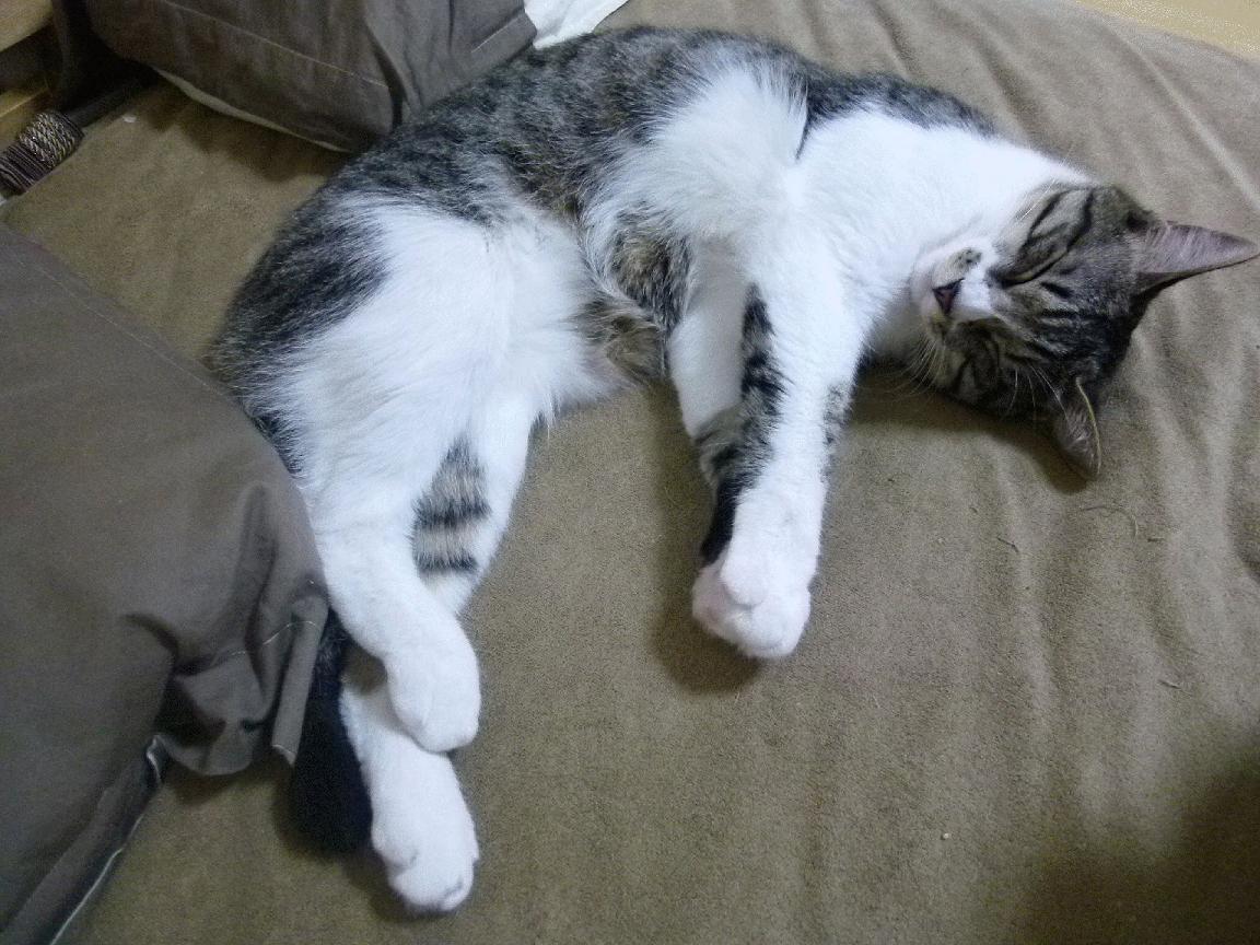 乐鱼体育下载app官网-体育新闻中心推出国际体育传播品牌计划，国内体育品牌应该如何展开宣传