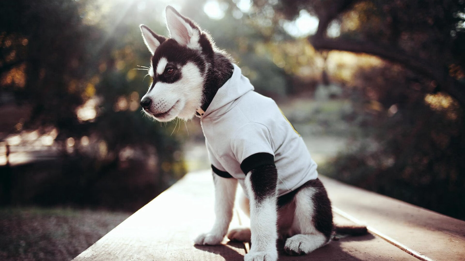 乐鱼体育app入口-加拿大队在国际乒联混合团体世界杯中的稳定发挥与亮点，加拿大代表队乒乓球